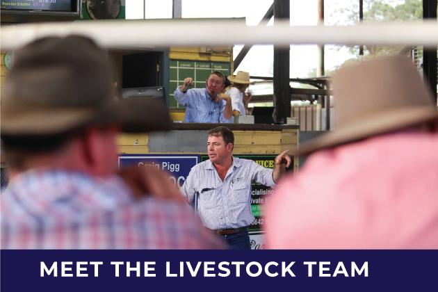 Farrel McCrohon Stock & Station Livestock Team